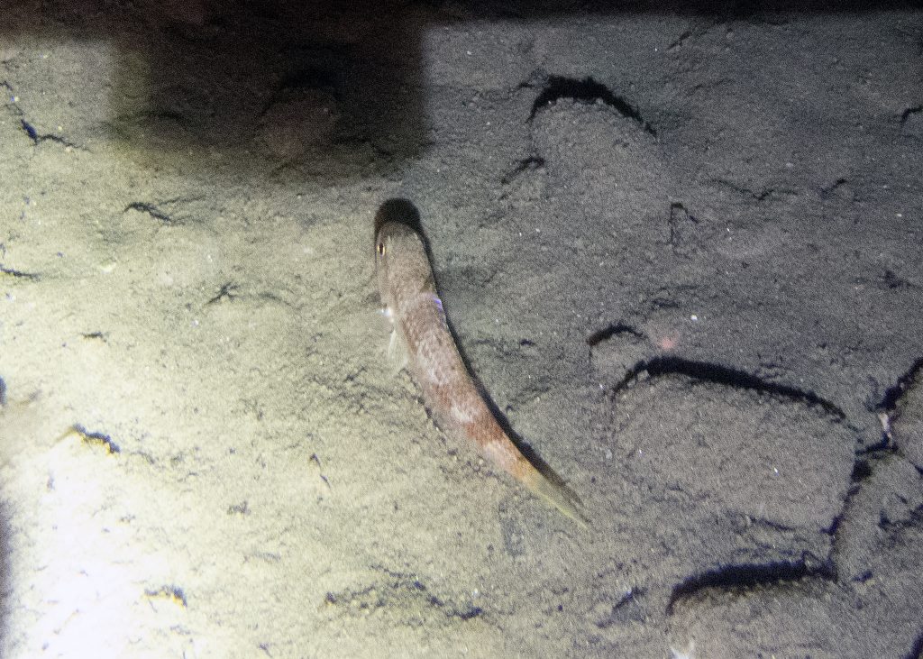 Piccolo pesce durante un'immersione notturna a Sapri