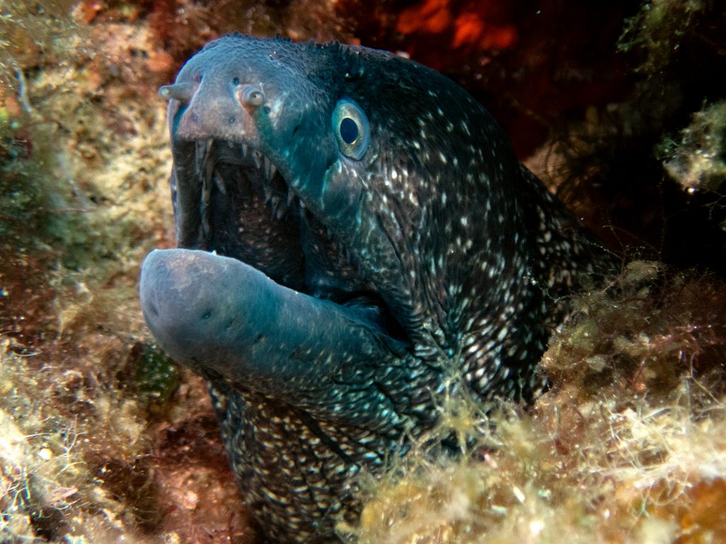 Murena durante un'immersione a Sapri