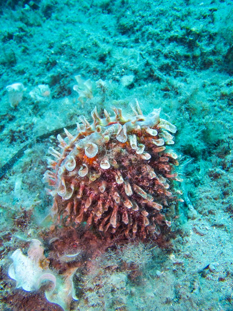 Pinna rudis durante un'immersione a Sapri