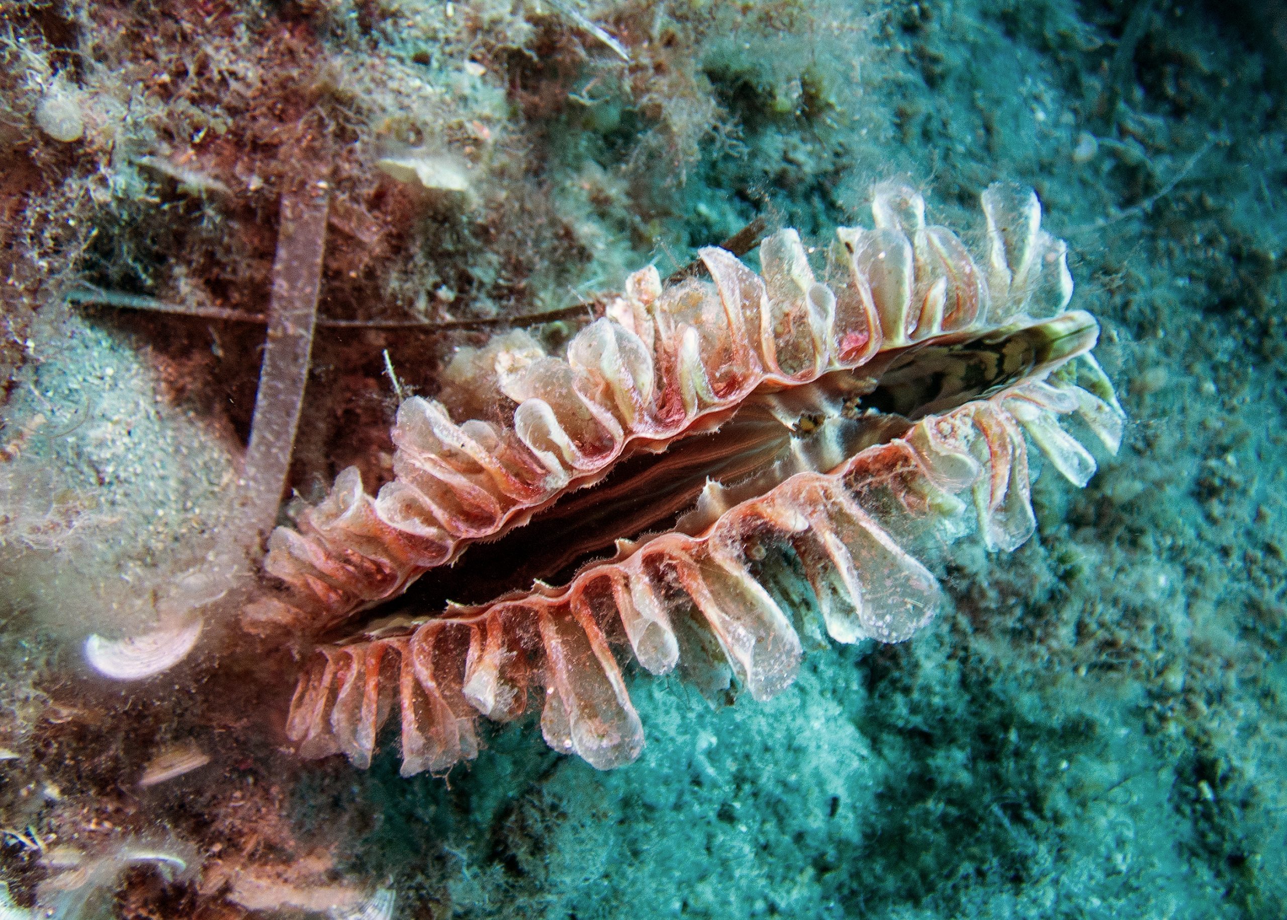 Pinna rudis durante un'immersione a Sapri