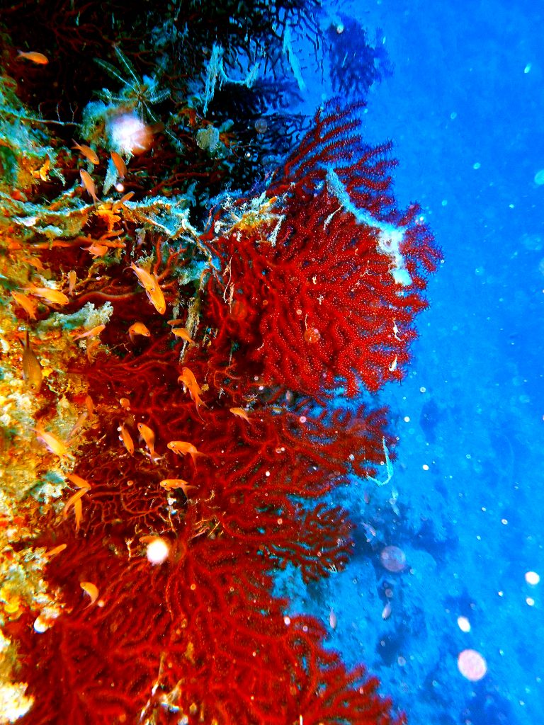 Gorgonia mediterranea in immersione in CIlento